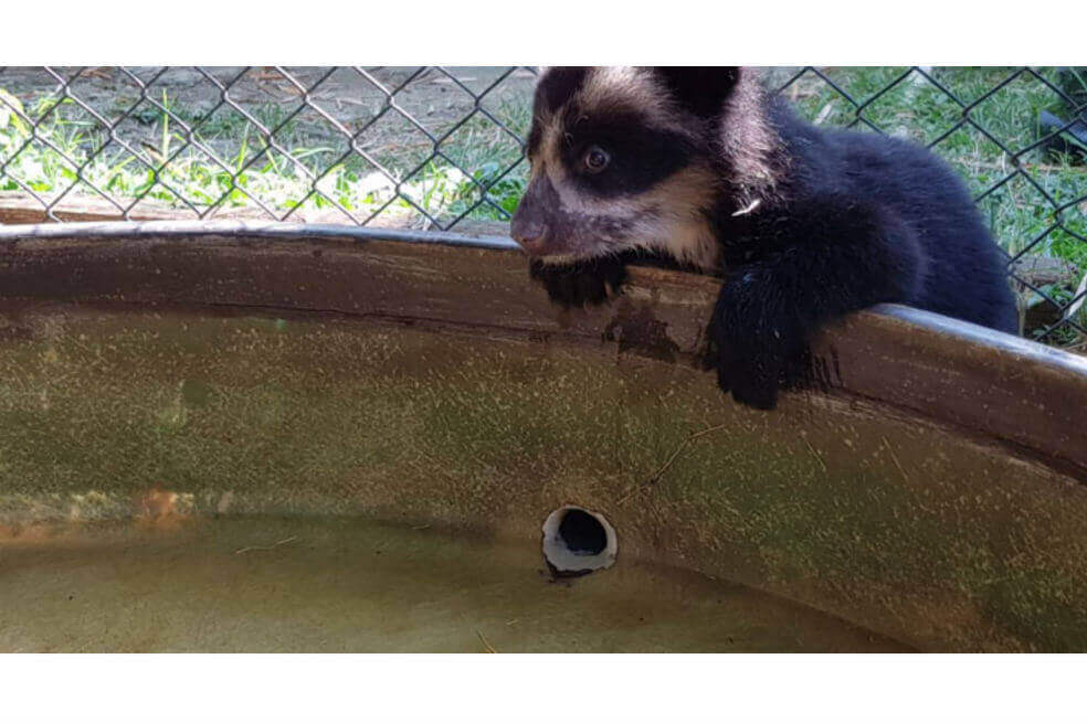 El oso Remedios podría volver a encender el debate de derechos de los animales