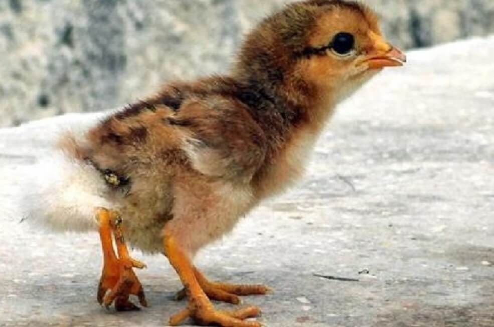 ¿Cuánto tiempo la gallina cuida a sus pollitos?