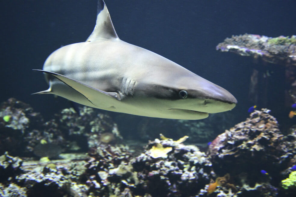 Suspenden parte de resolución que le abría la puerta al aleteo de tiburones en Colombia