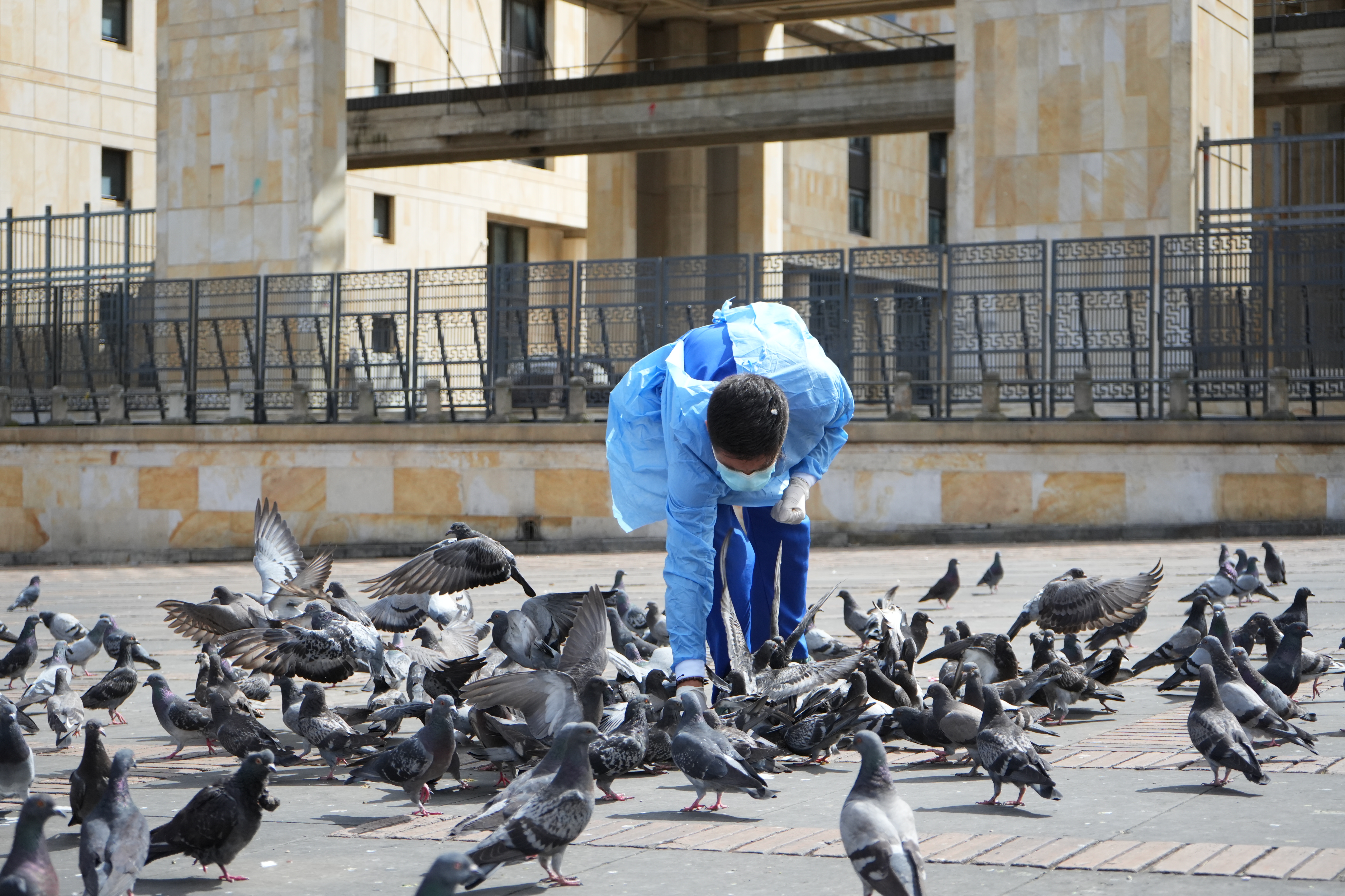 Jornada de bienestar para palomas en la Plaza de Bolívar