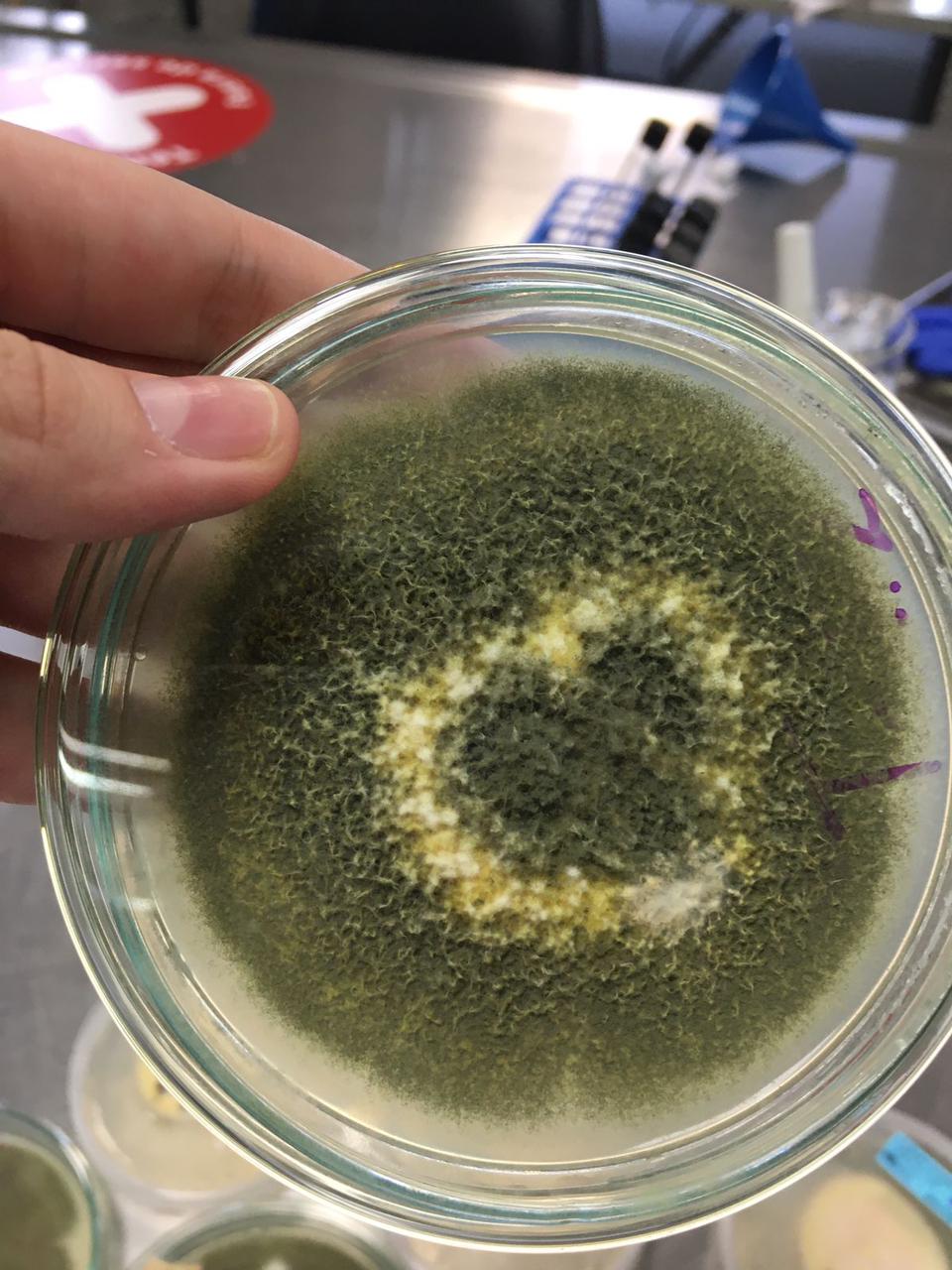 Ha habido un mayor interés en los estudios de bioprospección de diferentes especies de hongos centrados en la biosorción de metales pesados. Foto/Cortesía Javier Álvarez.
