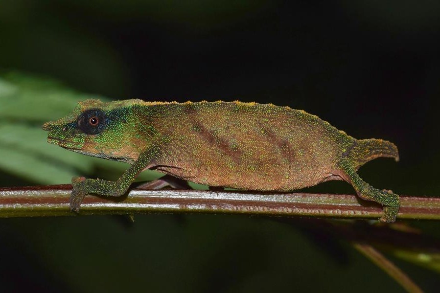 Encuentran un raro camaleón que se temía extinto en la naturaleza
