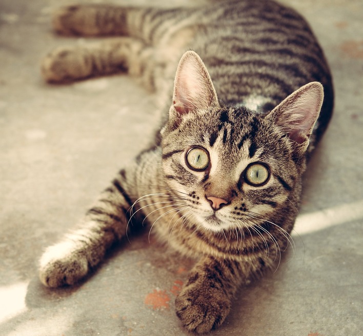 Gatos atigrados: curiosidades y características que no conocía de estos felinos