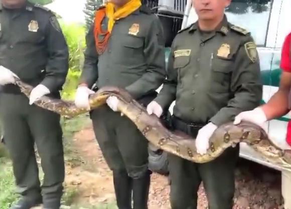 Rescatan a 47 serpientes que se encontraban en el solar de una casa en Melgar