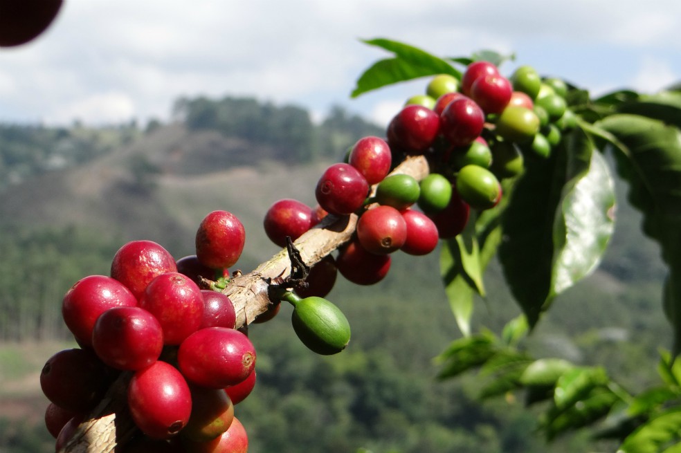 El Eje Cafetero, como se le llama a ese fértil triángulo en la parte central de la cordillera de los Andes y donde se ubica la finca El Ocaso, es un mosaico de pequeñas granjas, bosques remanentes nublados y cordilleras de alta montaña. Hace ocho años, la Unesco designó esta pintoresca región como Patrimonio Mundial, considerándola un “ejemplo excepcional de un paisaje sostenible y culturalmente productivo”, así como “un fuerte símbolo para las áreas cafeteras a nivel mundial”. Pero el buen aspecto de esta postal oculta una realidad más compleja.