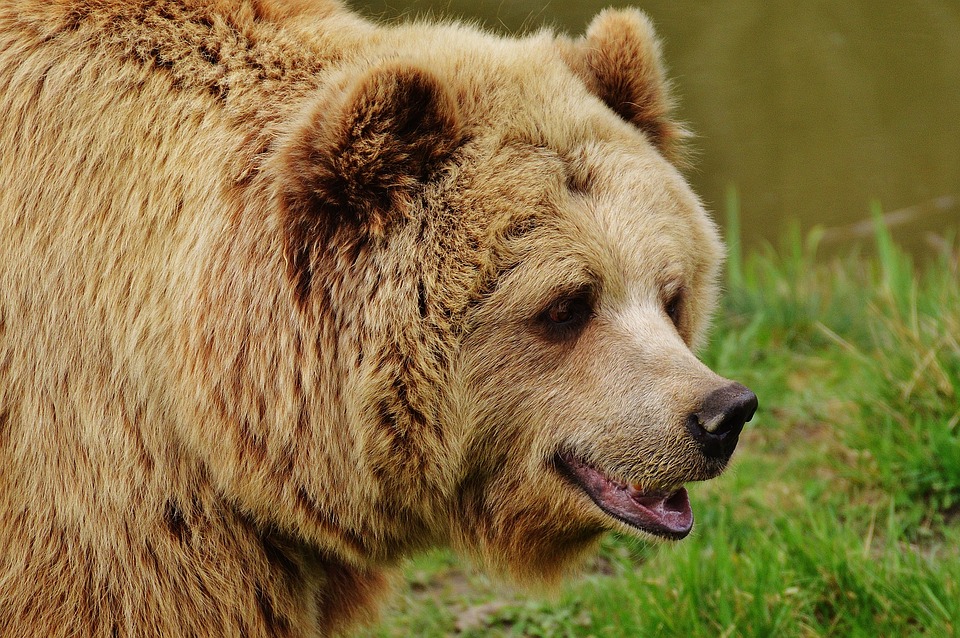 Hombre despierta con su cabeza dentro de la boca de un oso