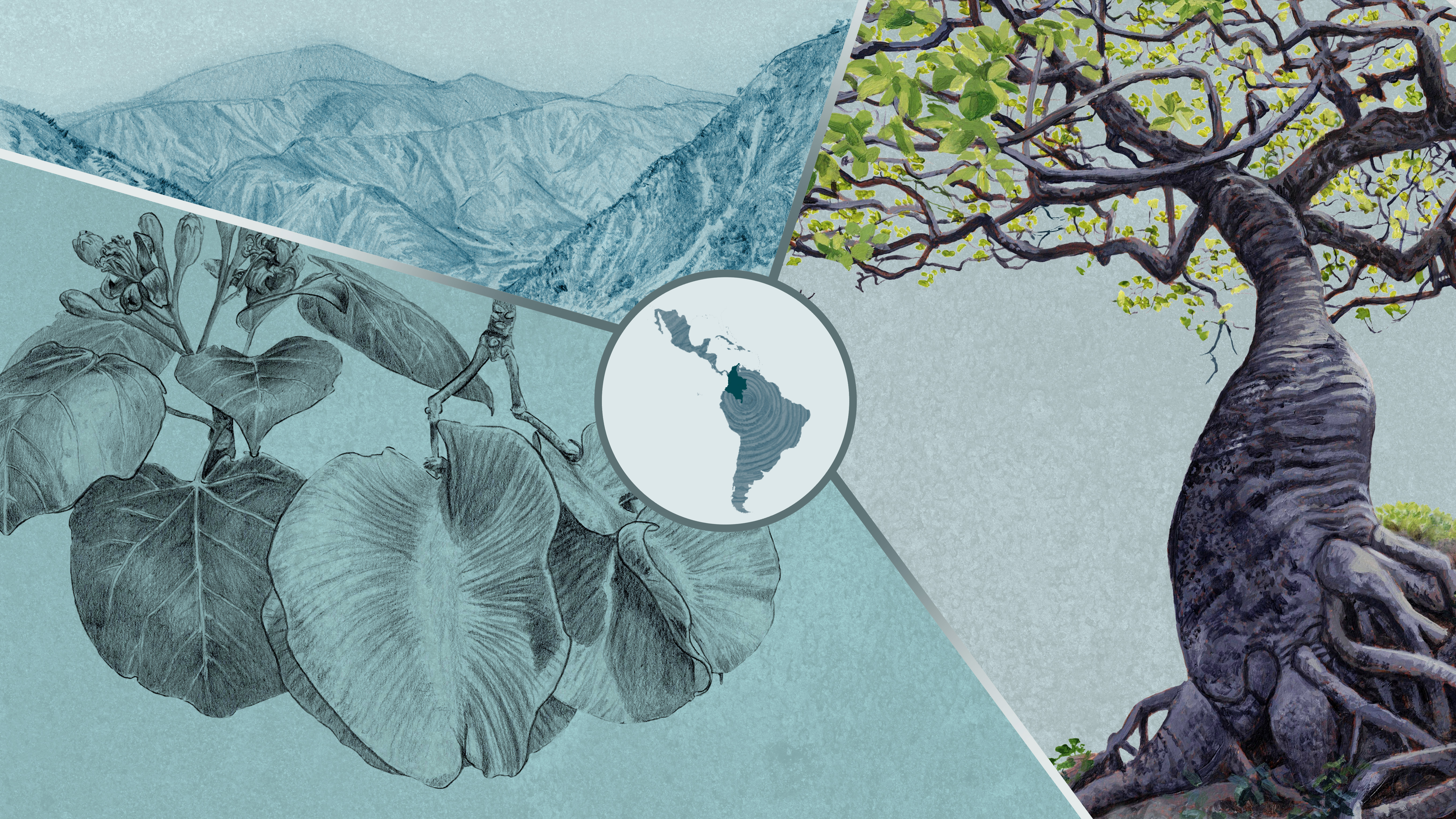 Ceiba barrigona: la sobreviviente del cañón más profundo de Colombia
