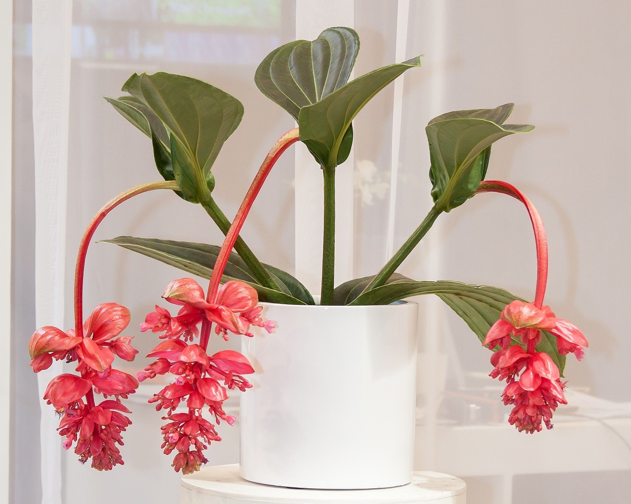 La Medinilla magnifica requiere una serie de cuidados específicos para florecer abundantemente.