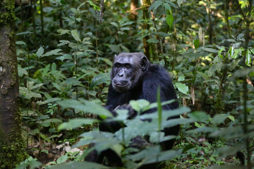 Los chimpancés se avisan entre ellos si perciben algún peligro