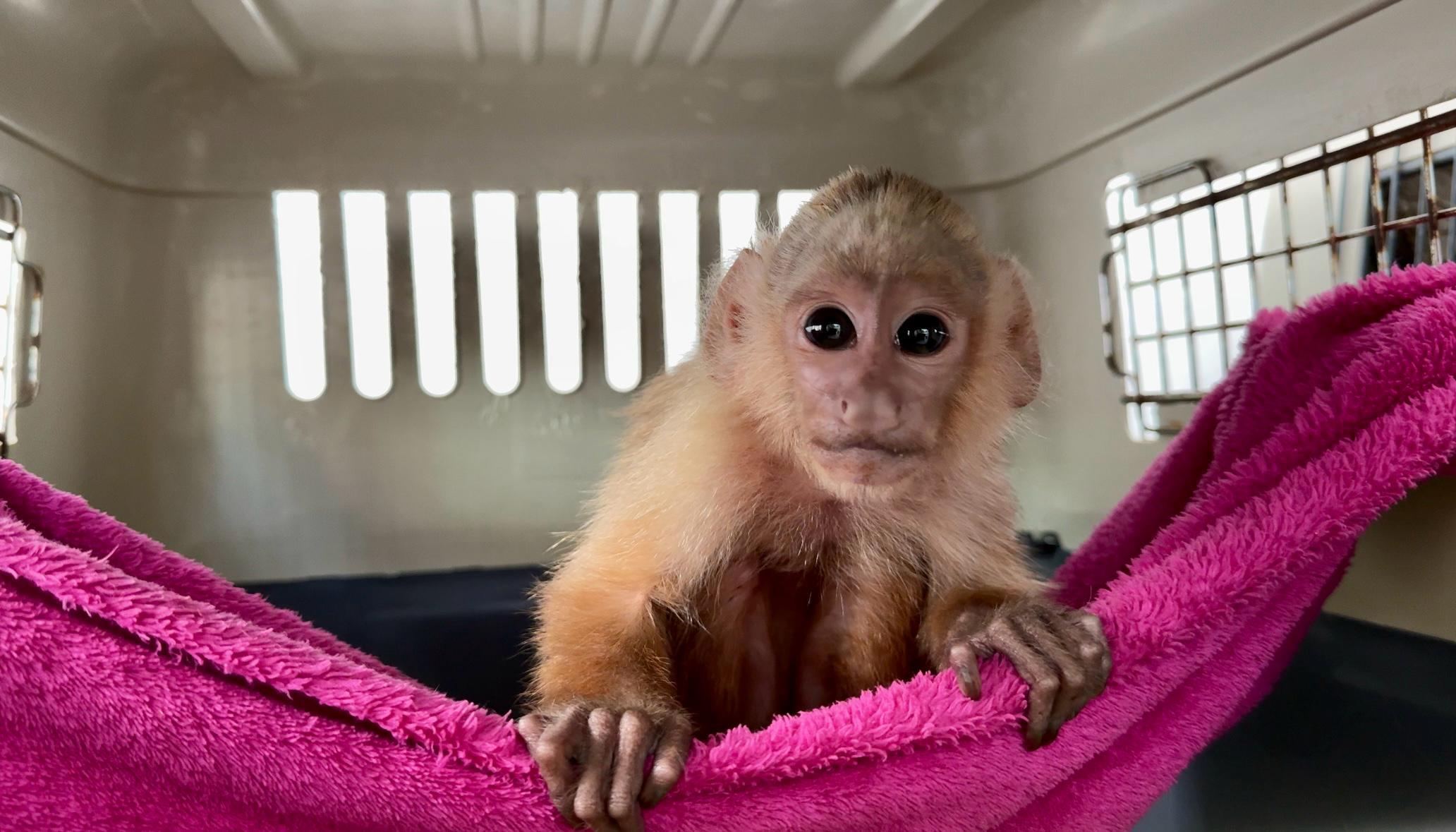 Lo tierno también duele: la verdad detrás de los videos de animales en redes