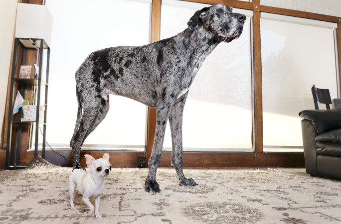 Lo que pasó cuando el perro más alto y el más pequeño del mundo se conocieron