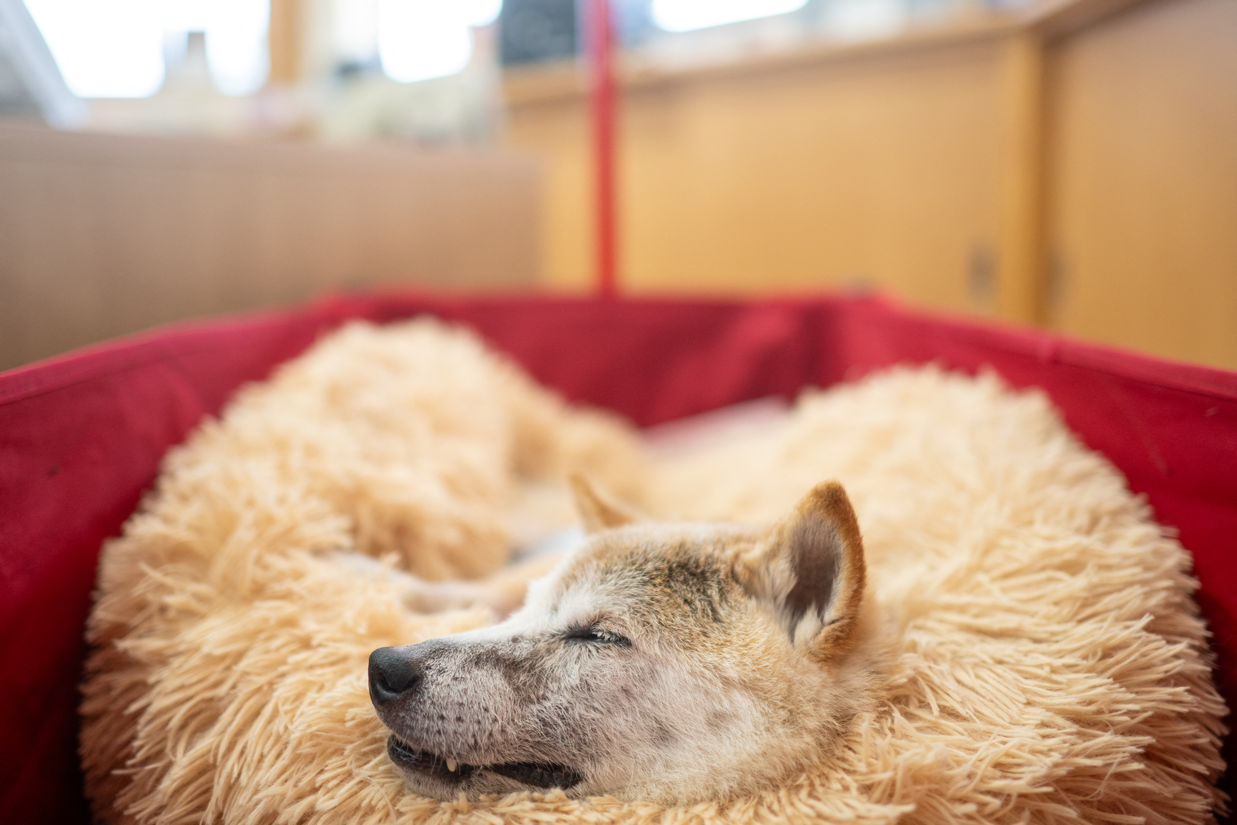 (FILES) This picture taken on March 19, 2024 shows Japanese shiba inu dog Kabosu, best known as the logo of cryptocurrency Dogecoin, taking a rest at the office of her owner Atsuko Sato after playing with children at a kindergarten in Narita, Chiba prefecture, east of Tokyo.