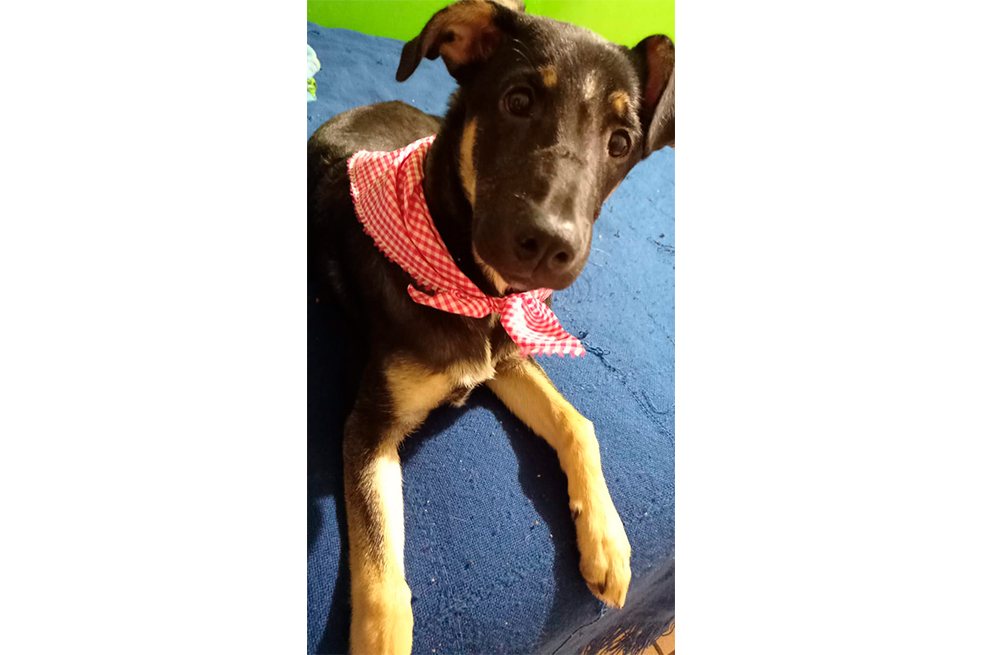 Hana está desaparecida, ayúdanos a encontrarla