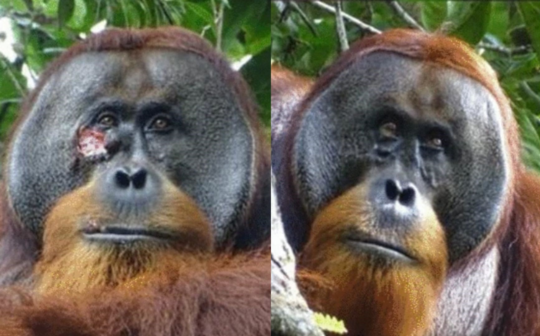 Científicos documentan caso de orangután que elaboró ungüento para curarse una herida