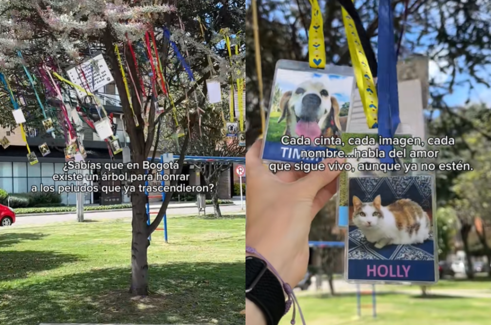 Árbol en Bogotá se convierte en un memorial para perros y gatos fallecidos