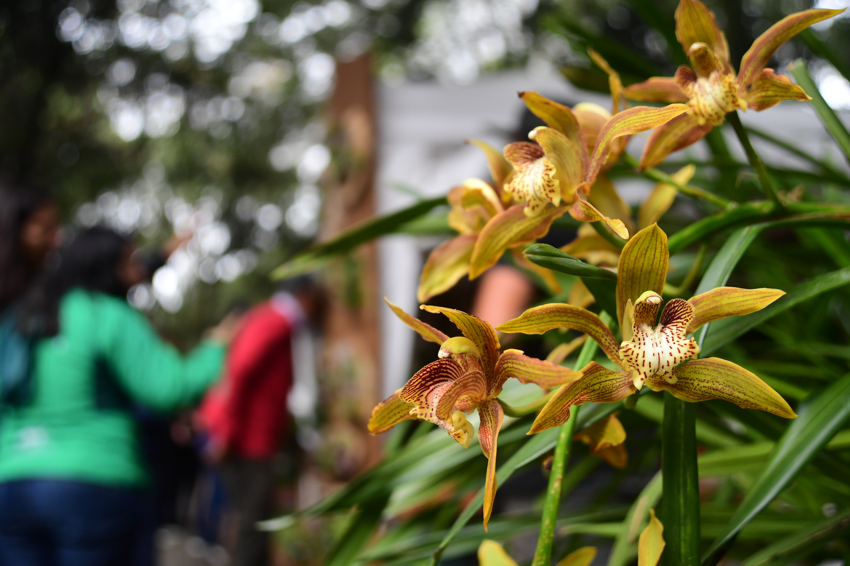 Caminatas y más actividades el 14 de abril en el jardín botánico