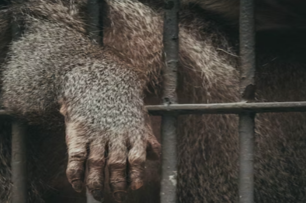 Guerra Ucrania-Rusia: restos de un misil cayeron sobre un zoológico de Kiev