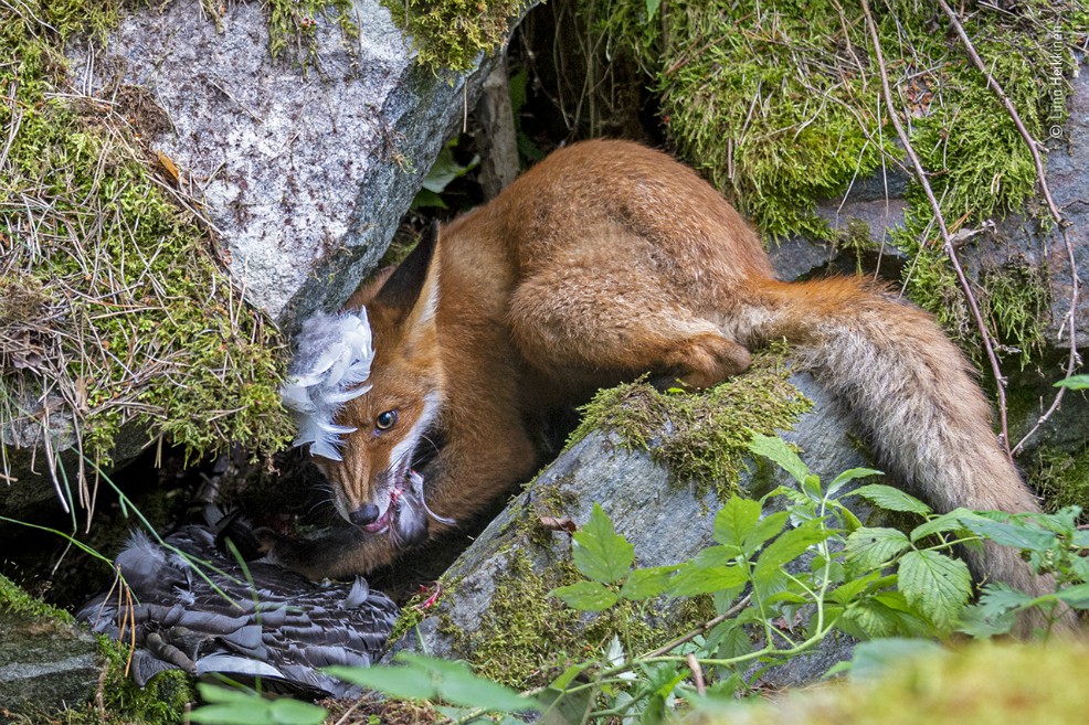 “The Fox that Got the Goose”, fotografía ganadora en la categoría de 15 a 17 años.