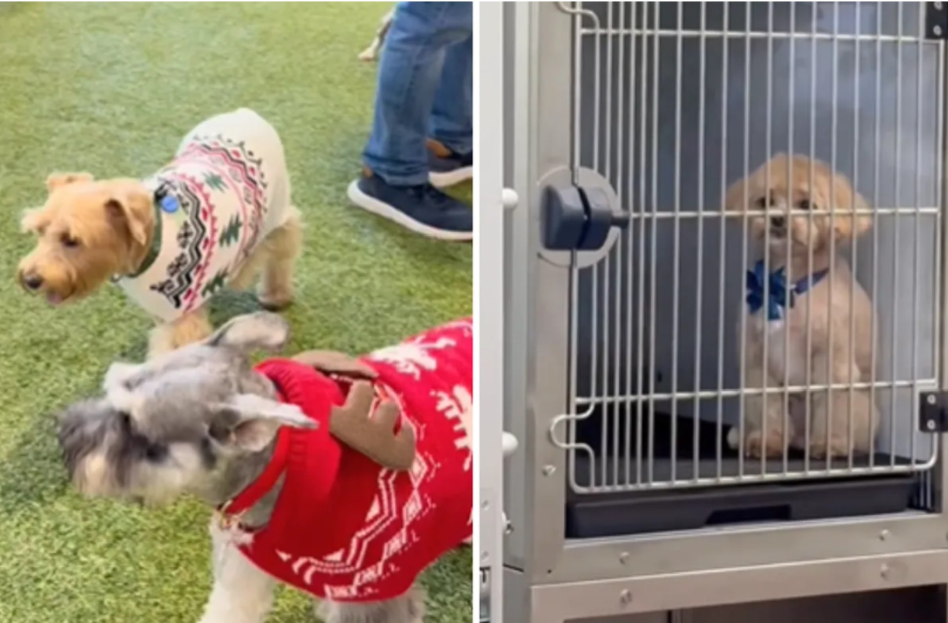 La “historia de Navidad más triste”: perrito miraba fiesta desde una jaula