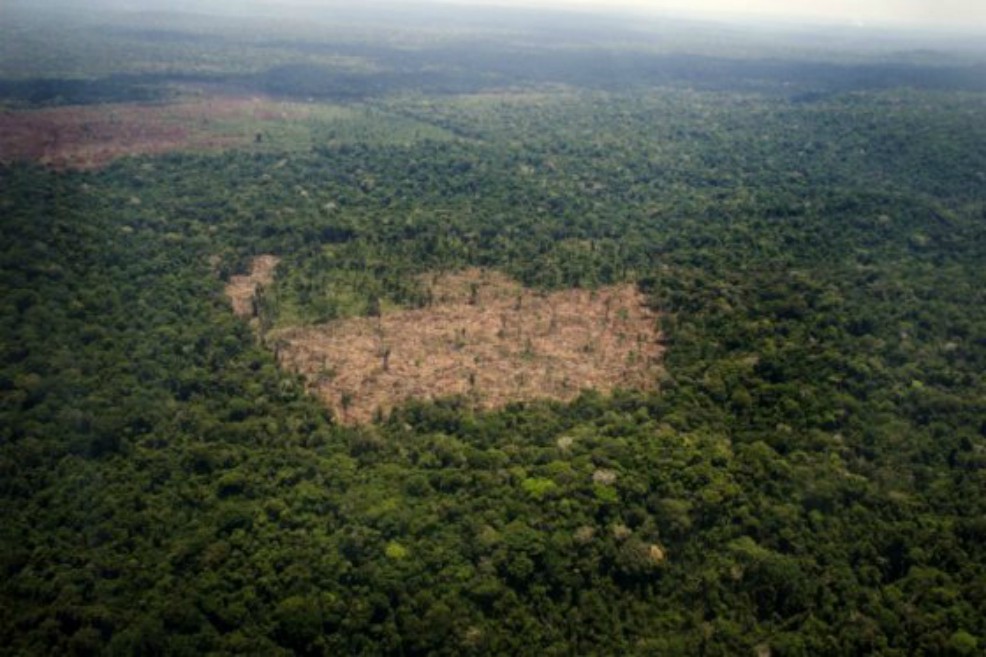 Hasta el 20 de agosto los colombianos podrán dar sus ideas para mitigar la deforestación del país
