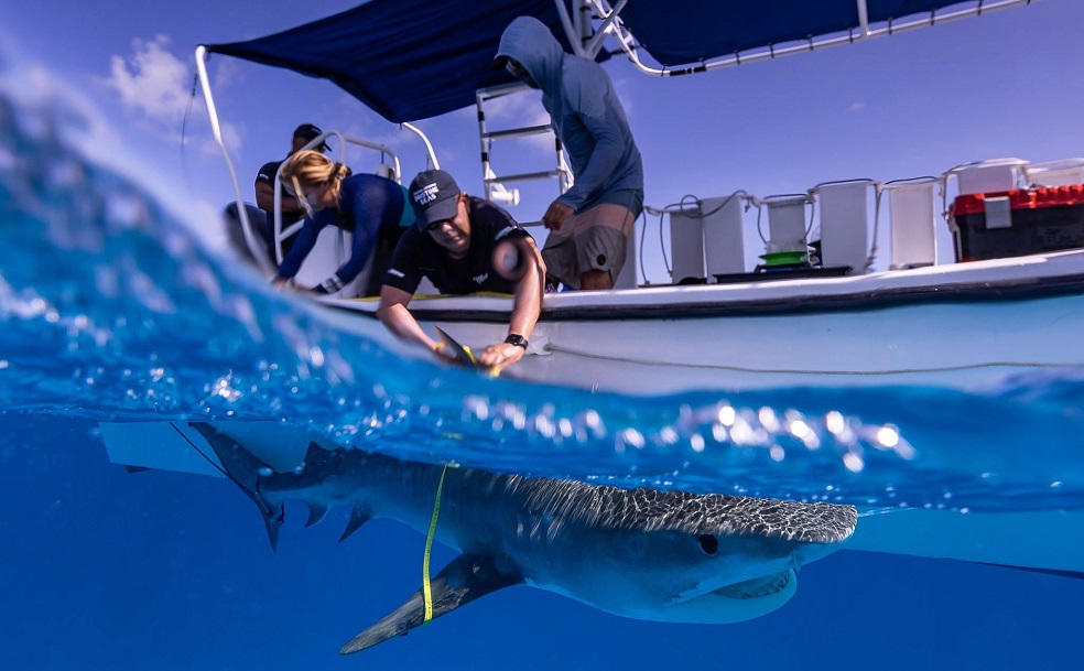 Científicos marcan un tiburón con tag satelital para rastrear sus movimientos dentro de la reserva de la biósfera de Seaflower. / Foto: Manu San Félix - National Geographic