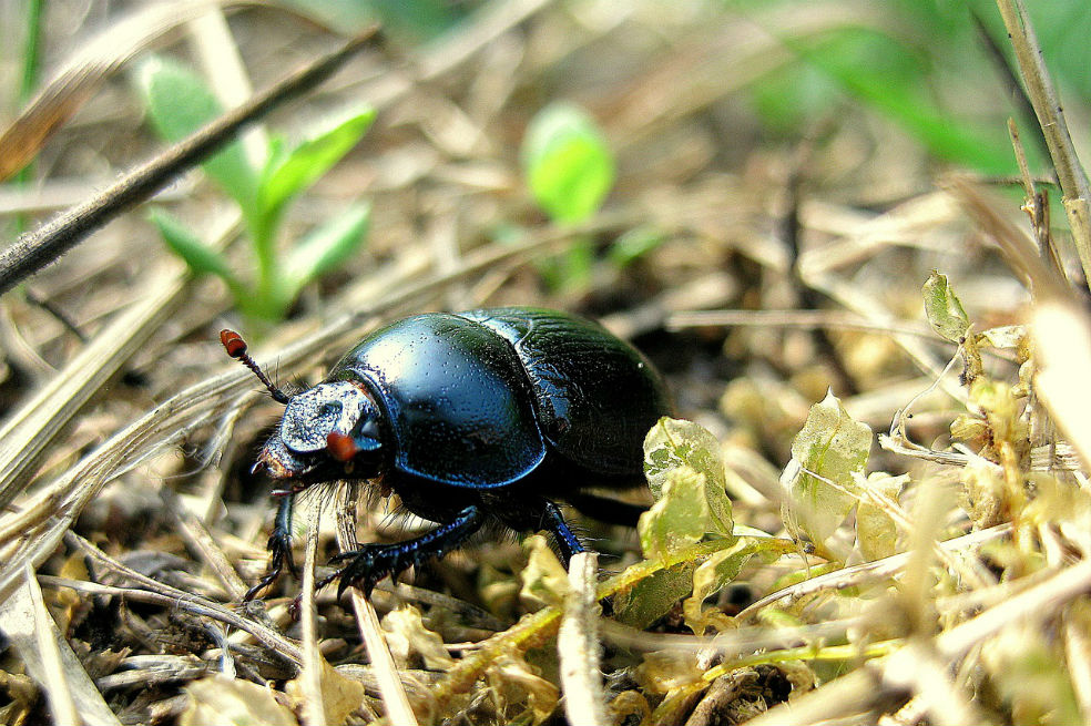 En Europa se están quedando sin insectos