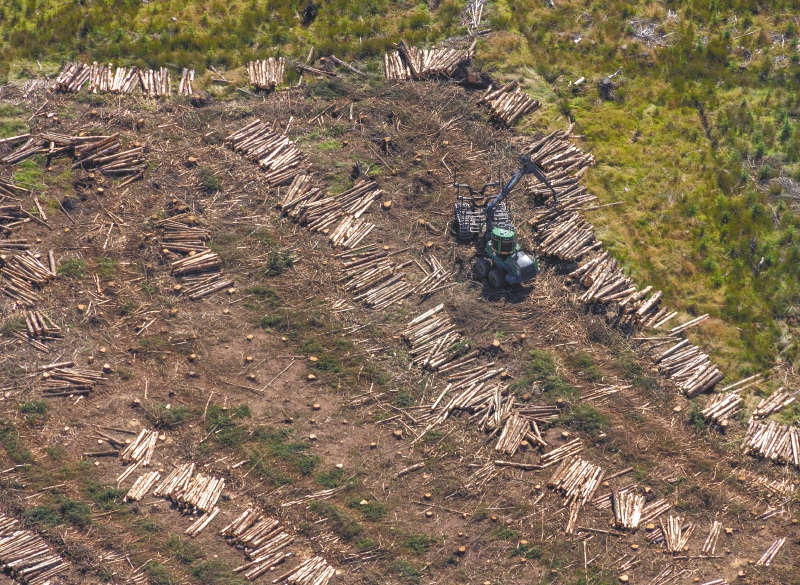Europa no recibirá más productos de áreas deforestadas. ¿Qué implica para Colombia?