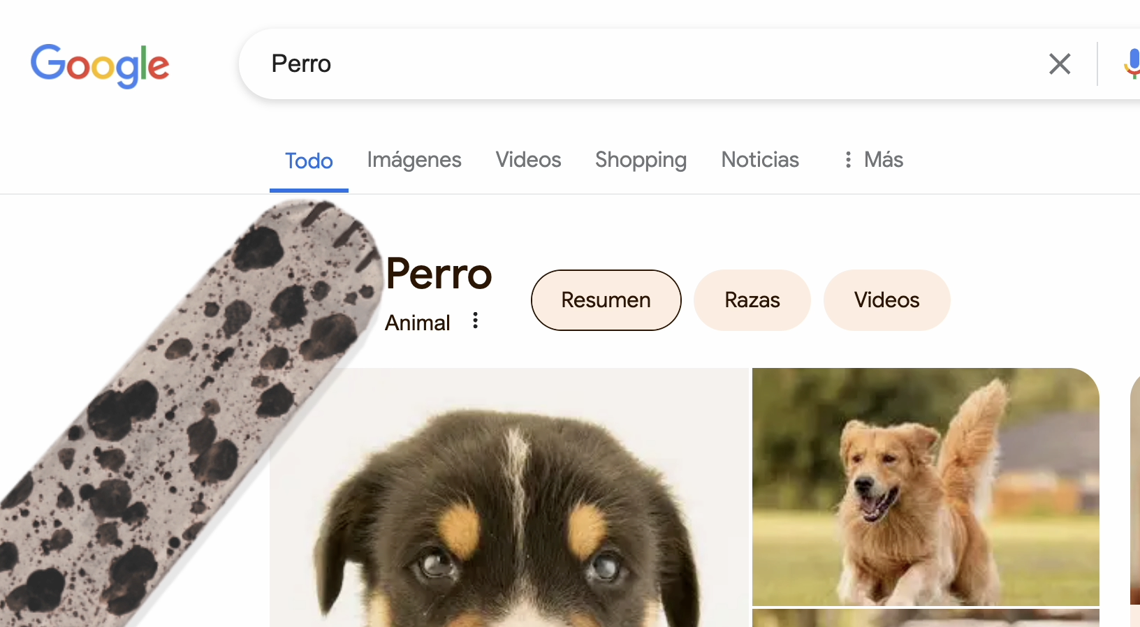 Qué pasa si buscas la palabra gato o perro en Google? | EL ESPECTADOR