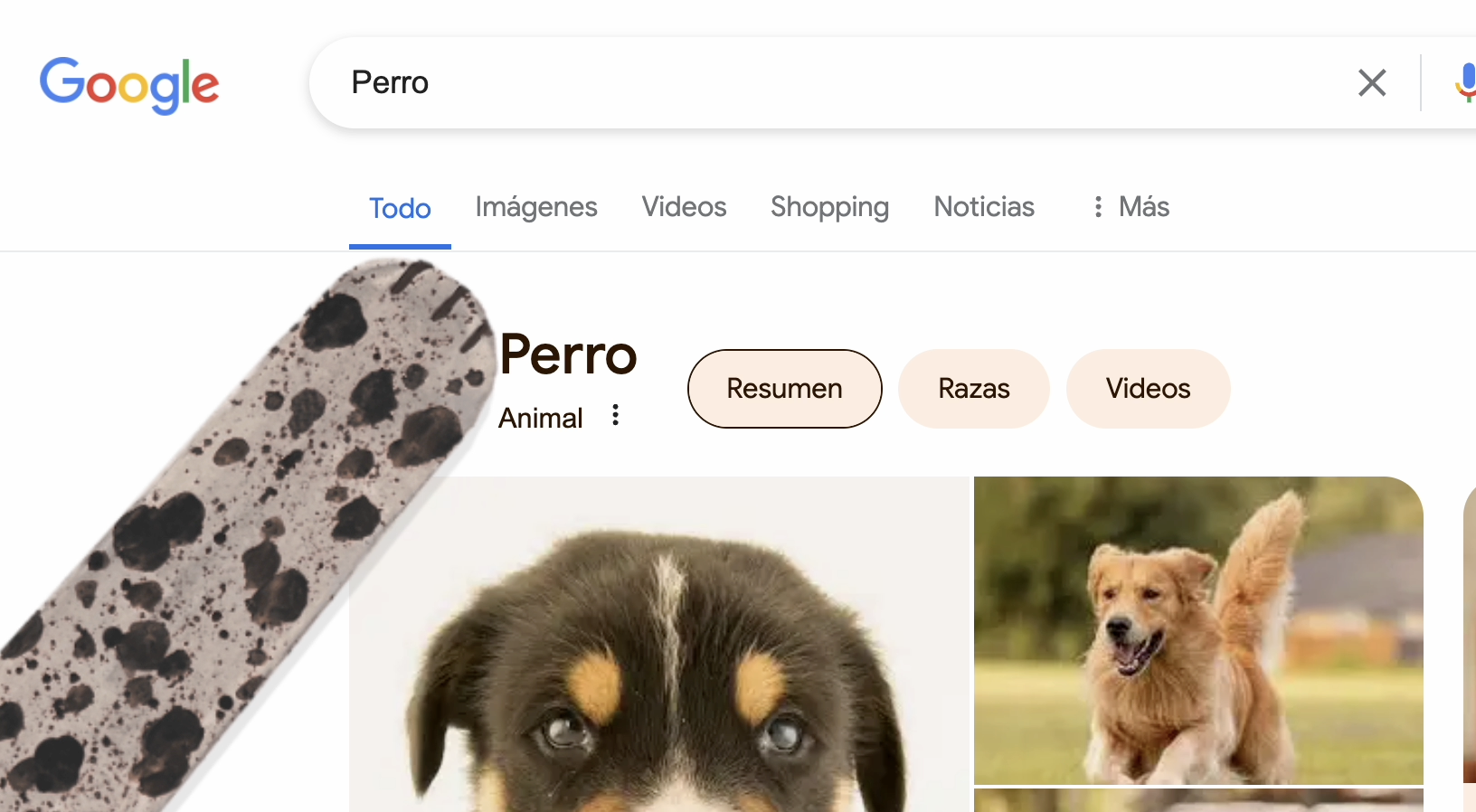 ¿Qué pasa si busca la palabra gato o perro en Google?