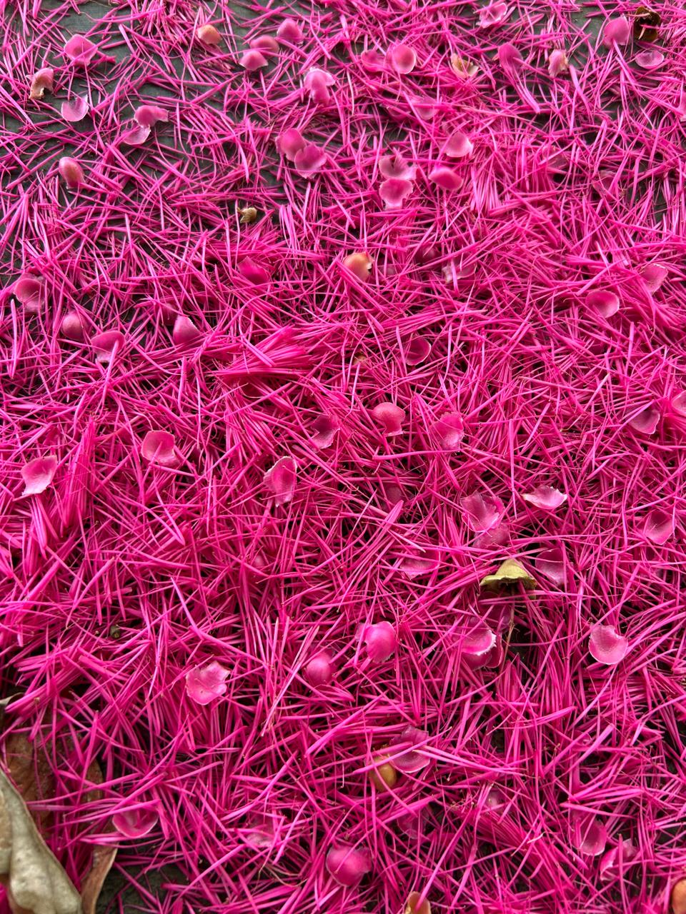 Flor de la pomarrosa