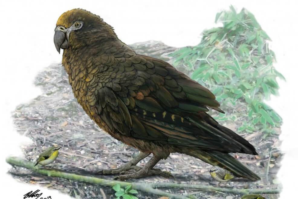 Descubren el loro más grande del mundo