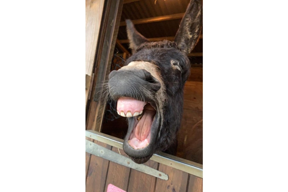 “Burro cansado”, fotografía tomada por Charlotte Kitchen. En la imagen se ve al burro Benji, después de un día agotador.