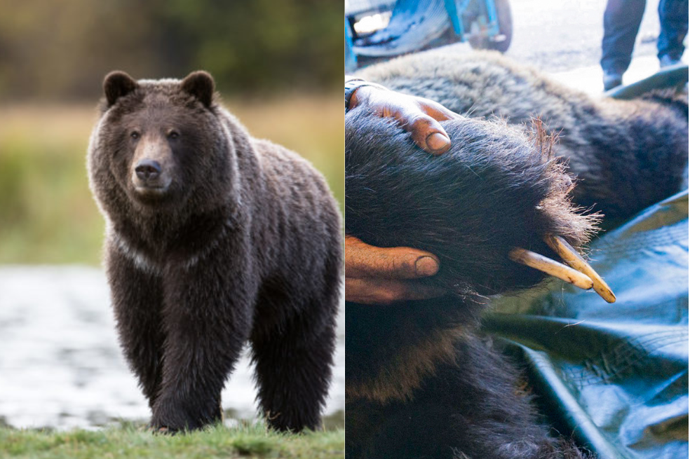 ¿Por qué a unos osos grizzly en Canadá les faltaban varios dedos de sus patas?