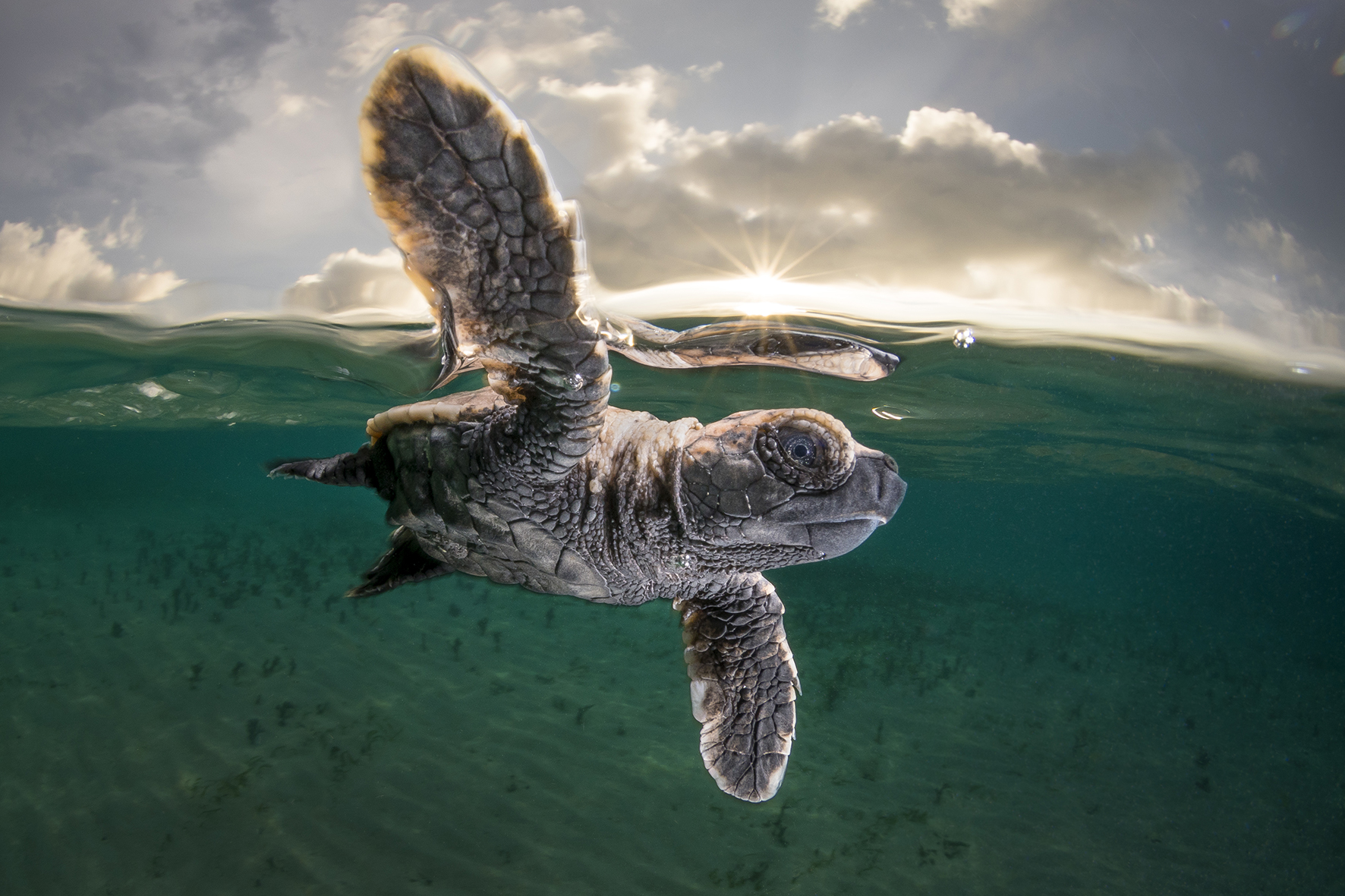Careya, la tortuga en riesgo