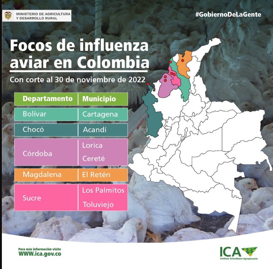Situación de la gripe aviar en el país.