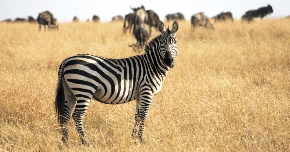 La experiencia de un safari en los dominios de los Másai