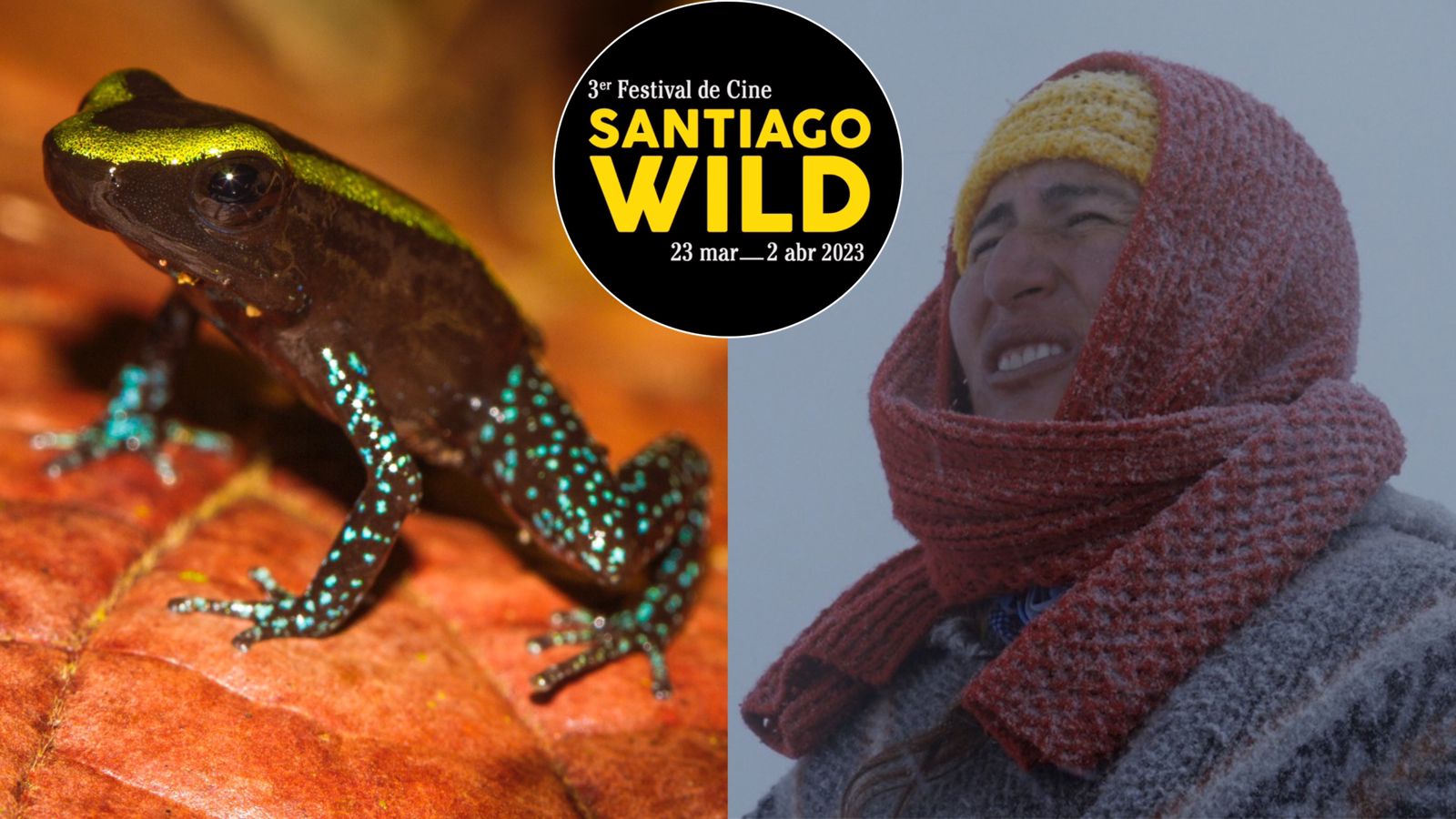 Festival de Cine Santiago Wild: ¿dónde ver las películas colombianas nominadas?