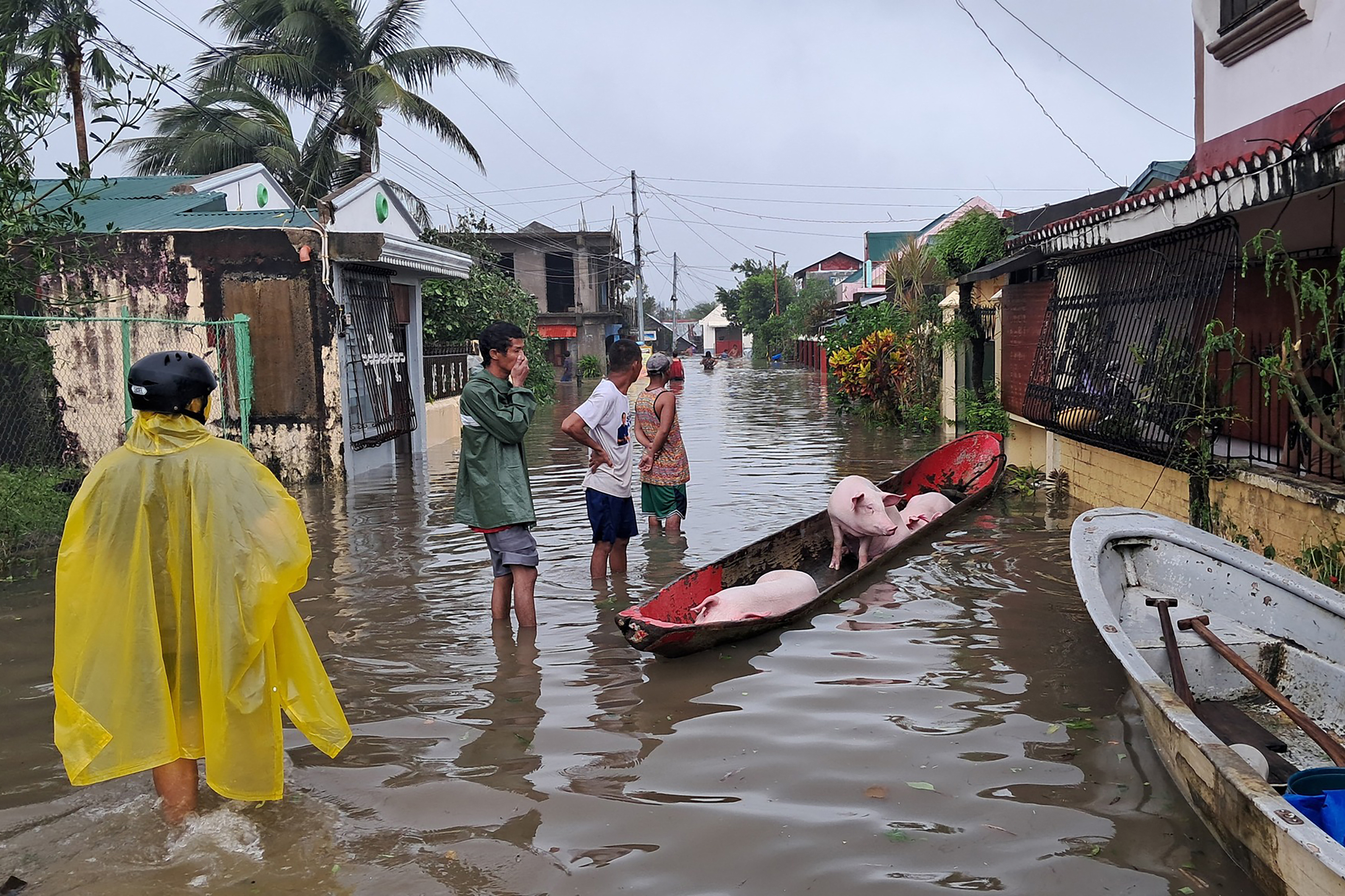TOPSHOT - This handout photo taken on November 9, 2025 and released by the Pandan Municipal Disaster Risk Reduction and Management Office (PANDAN-MDRRMO) shows residents evacuating pigs on a wooden boat amid flooding brought by Super Typhoon Fung-wong in Pandan, Catanduanes province.