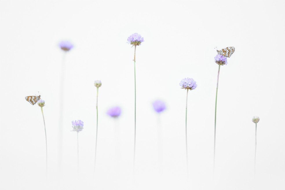 “Butterflies in the Light” de Emelin Dupieux, tercer lugar en la categoría Joven.