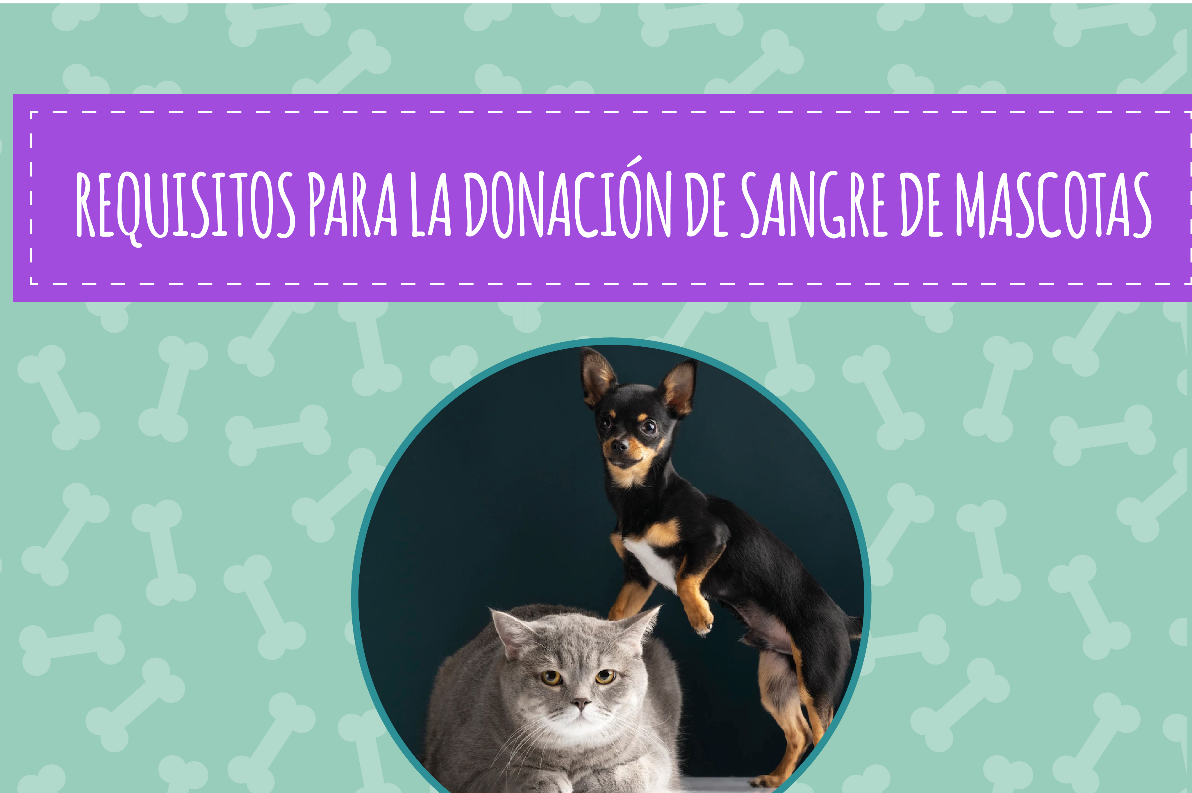 (En fotos) Estos son los requisitos para que su mascota done sangre