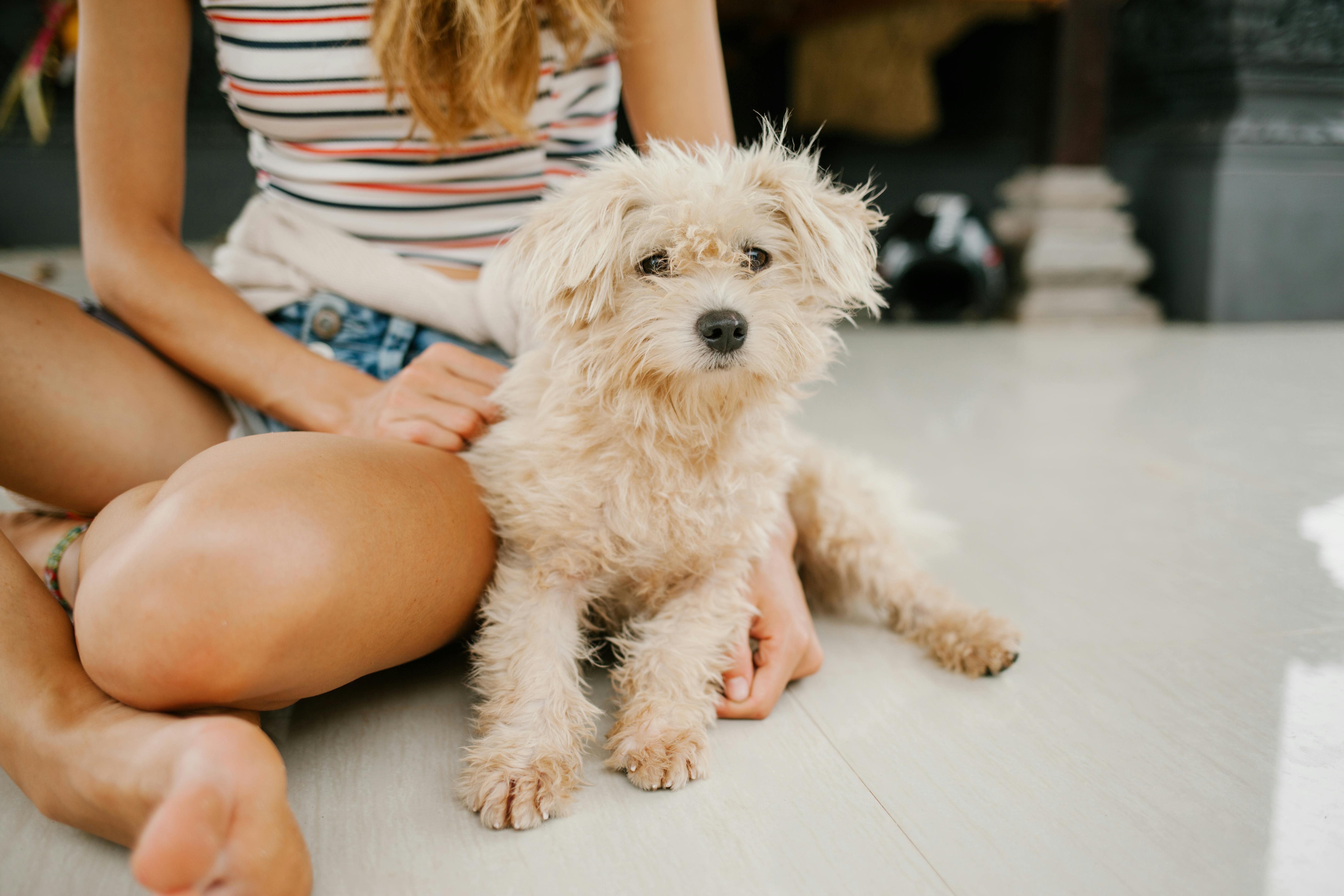 Así puede hacer que la historia de su mascota llegue a la televisión colombiana