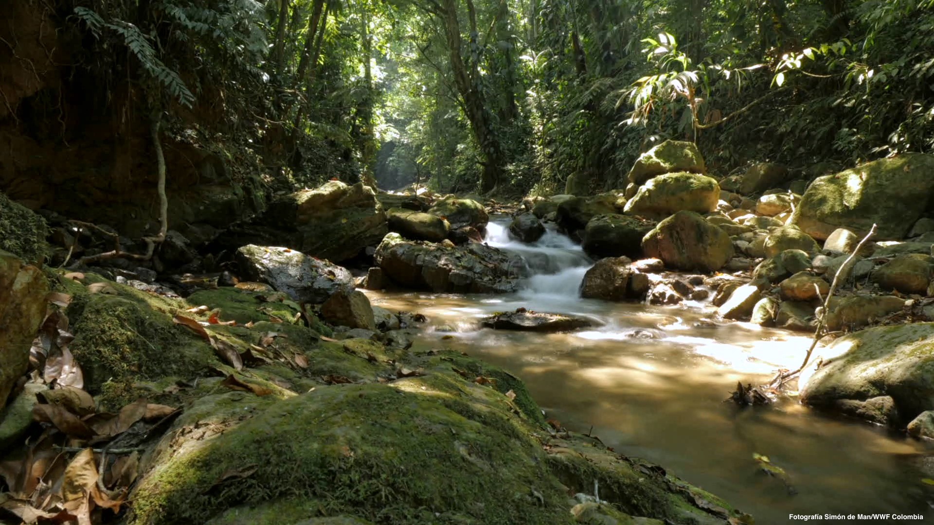 Diez razones por las que el mundo necesita restaurar los ecosistemas