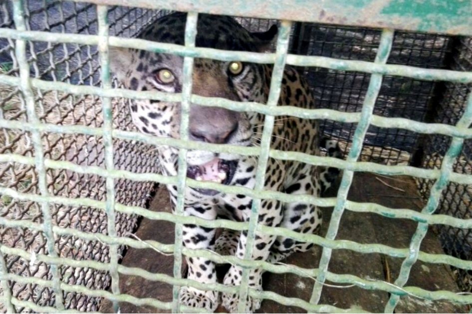 Jaguar capturado por campesinos de Puerto Wilches, Santander, será operado