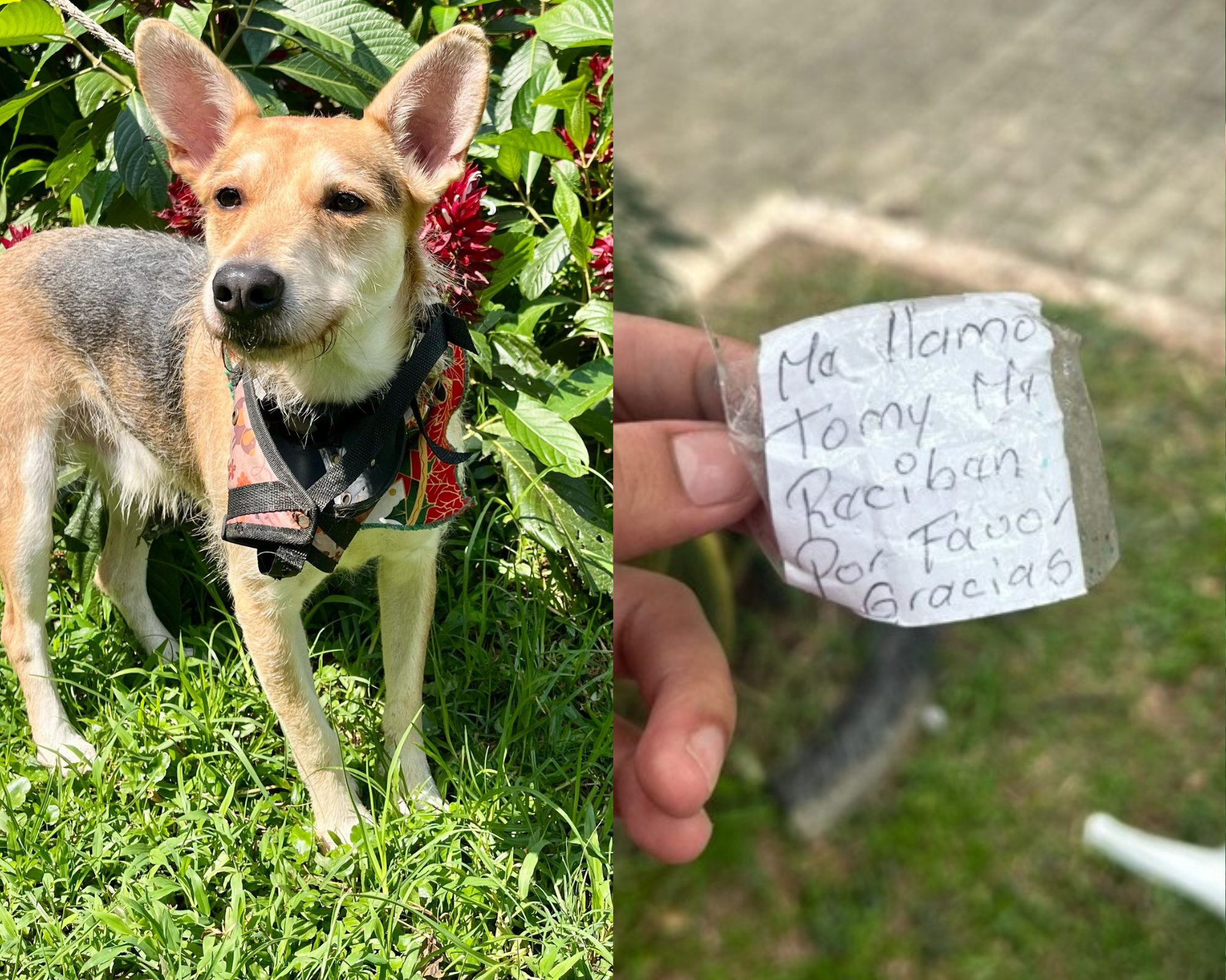 Abandonan a Tomy en biblioteca de Medellín con una nota: “¿Me reciben por favor?"