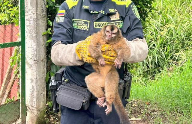 Rescatan tres animales silvestres que eran tenidos como mascotas en Quindío