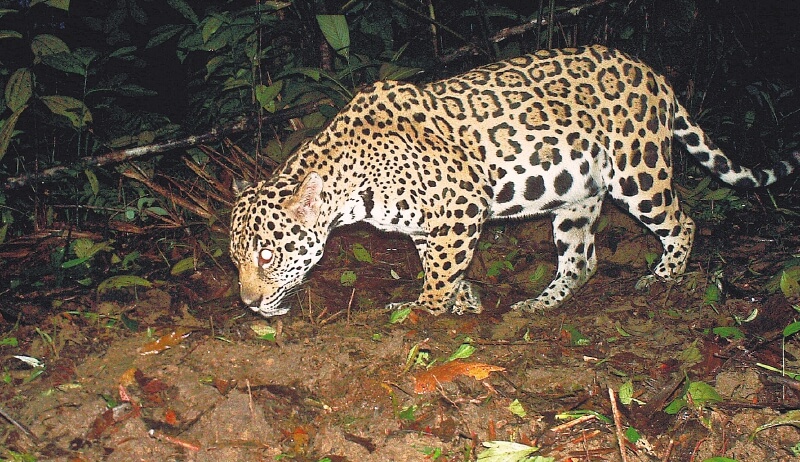«Sí es posible convivir con jaguares y al mismo tiempo protegerlos»
