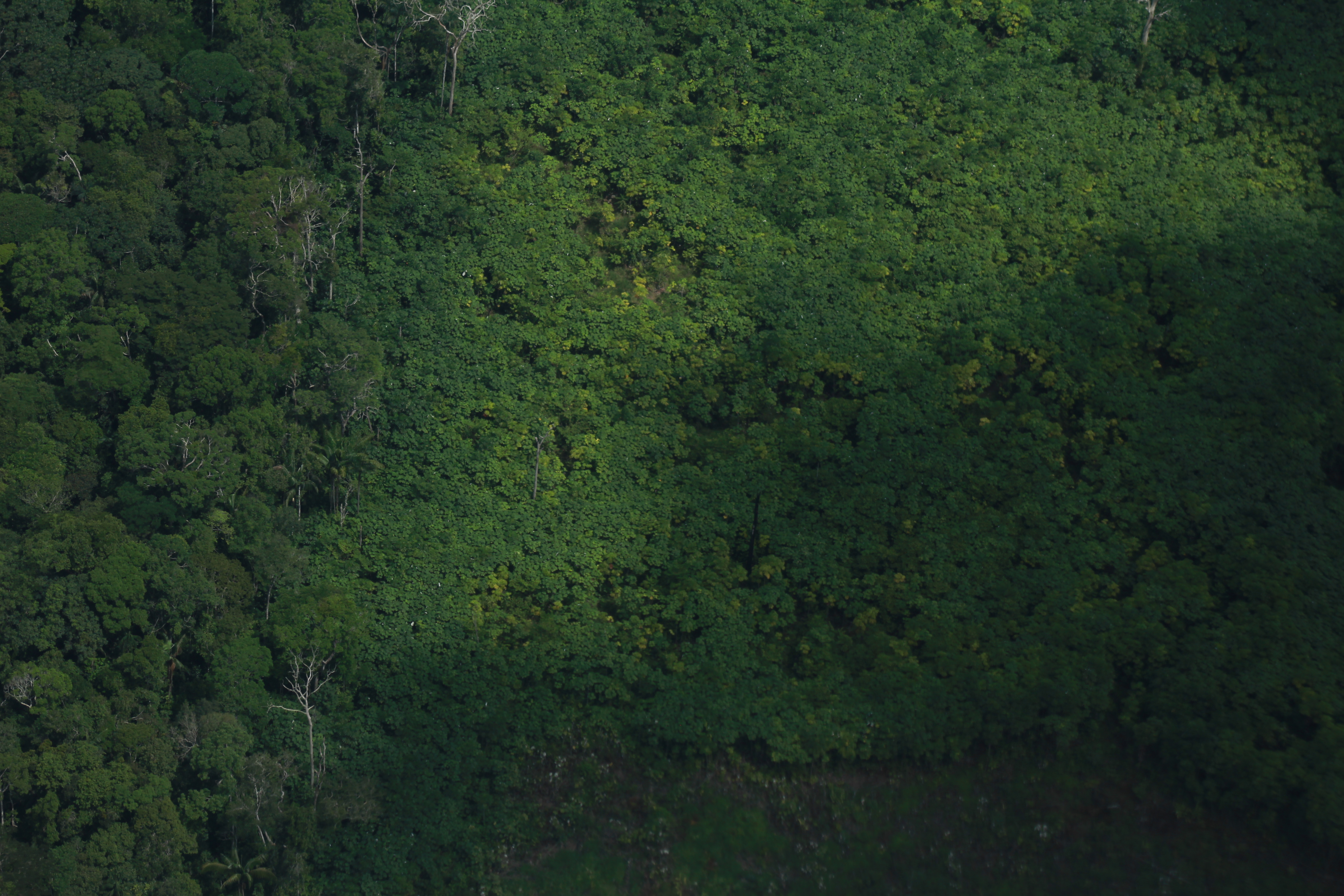 La declaración por la Amazonia que impulsa un grupo de congresistas