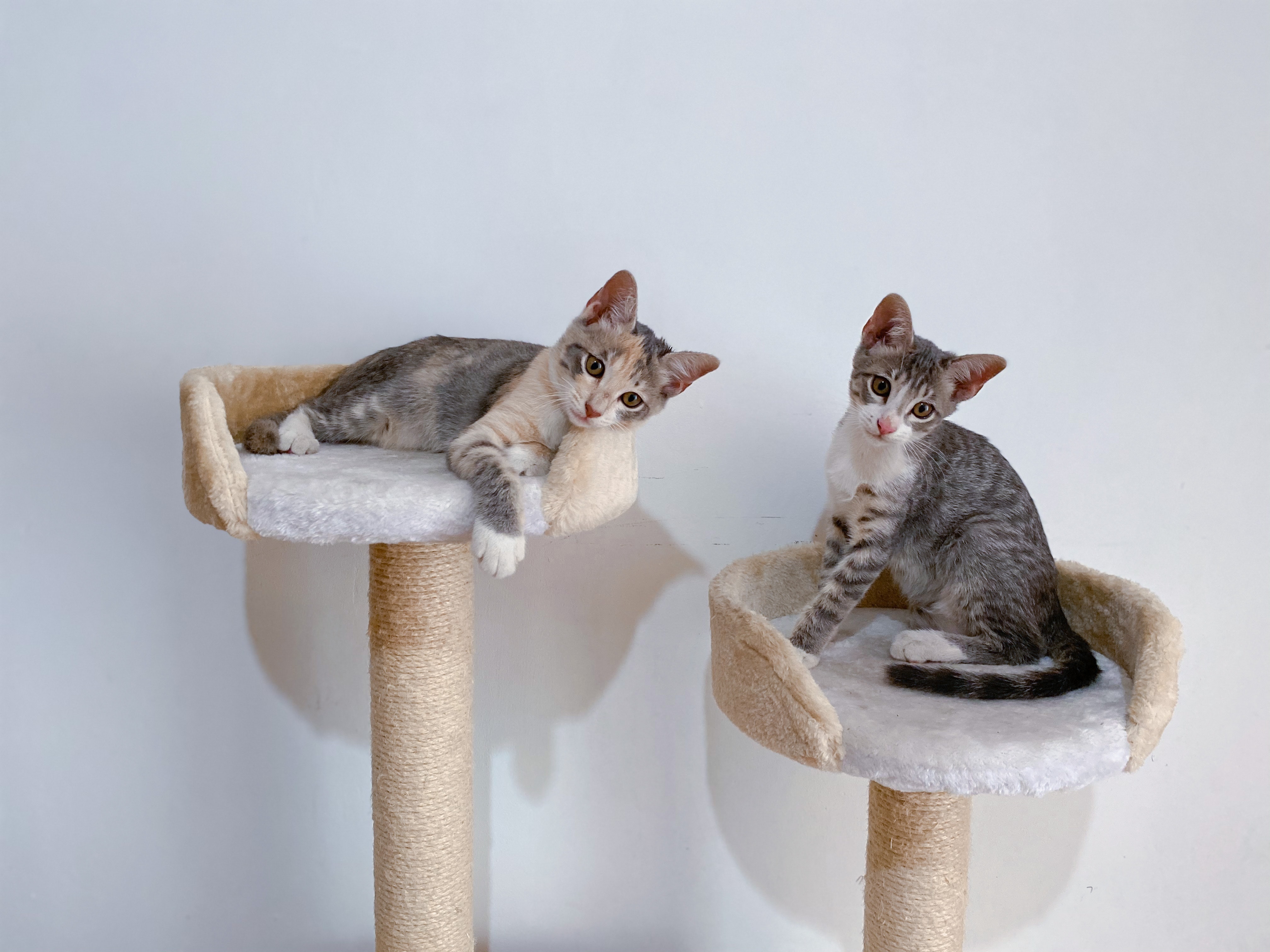 Gatos: ¿por qué no les gustan las puertas cerradas?