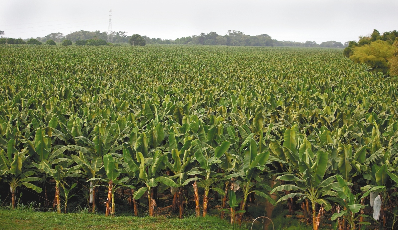 Tutela de empresa bananera podría cambiar regla crucial de restitución de tierras