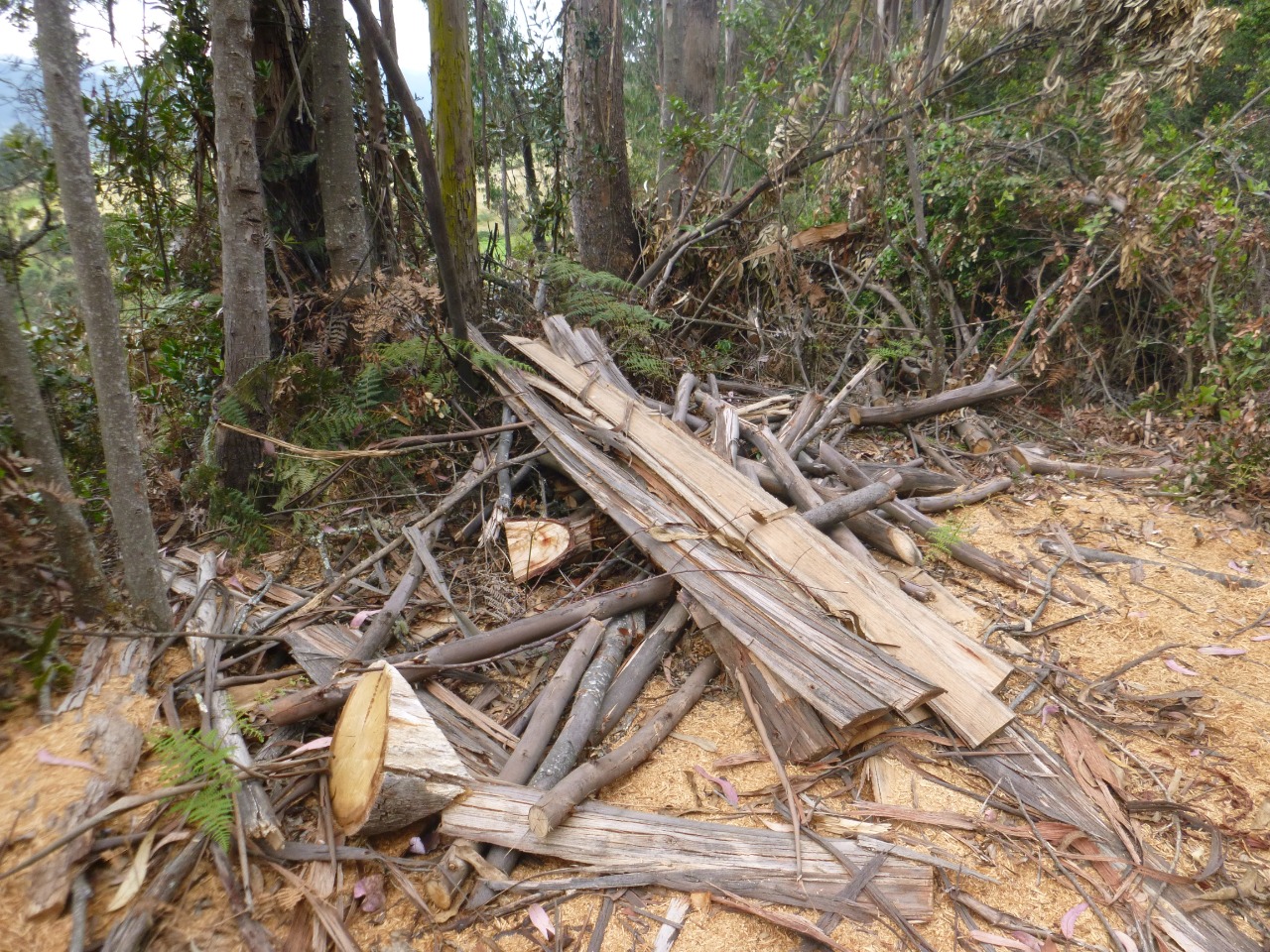 CAR lanza alerta por irregularidades en tala de árboles en Cundinamarca
